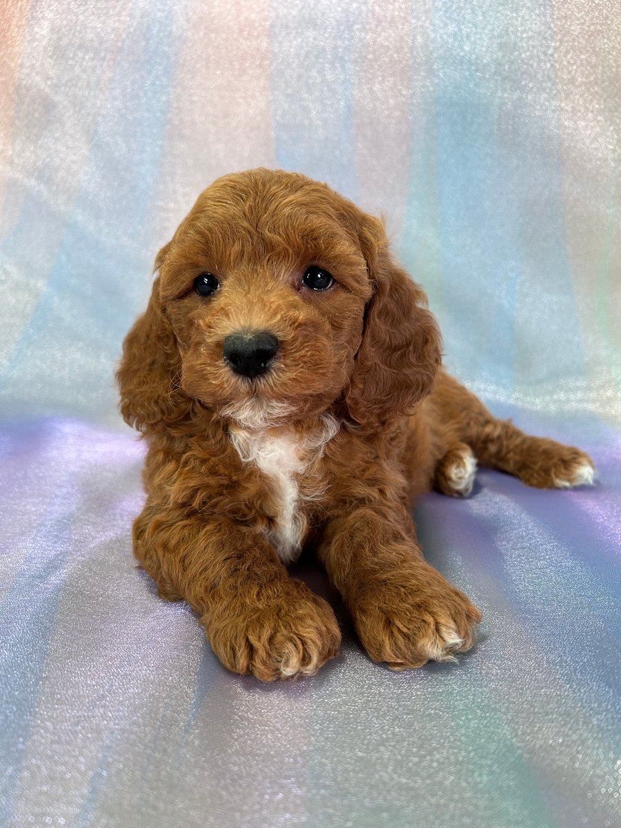 Male Bichon Poo for Sale DOB 9-3-24 $950